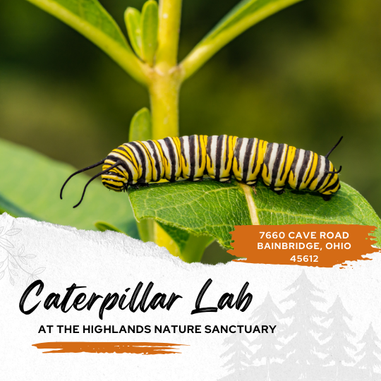 Caterpillar Lab