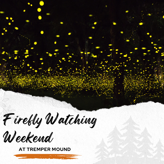 Firefly Watching Weekend 