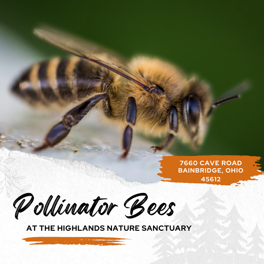 Pollinator Bees 