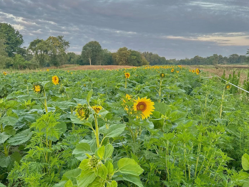 Sunflower Field at Fallsville