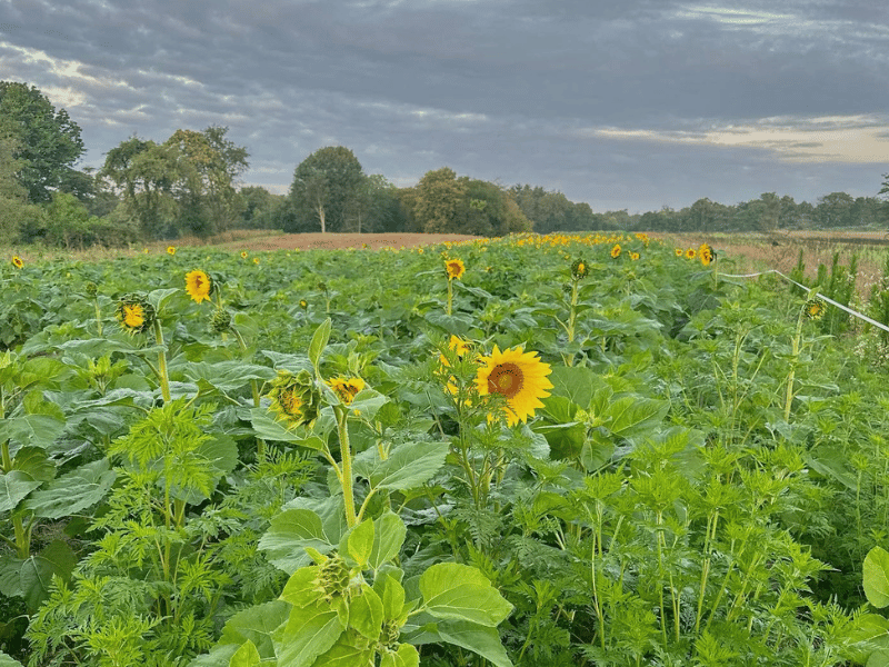 Sunflower Field at Fallsville