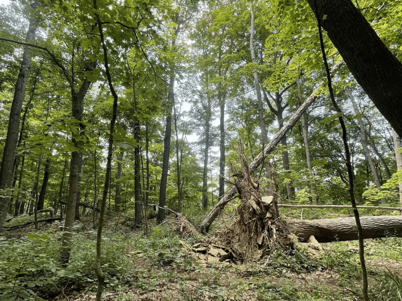 Fort Trail at Fort Hill Nature Preserve