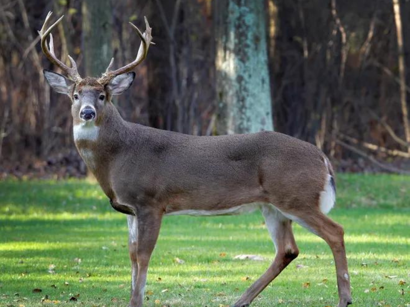 Hunting at Paint Creek State Park