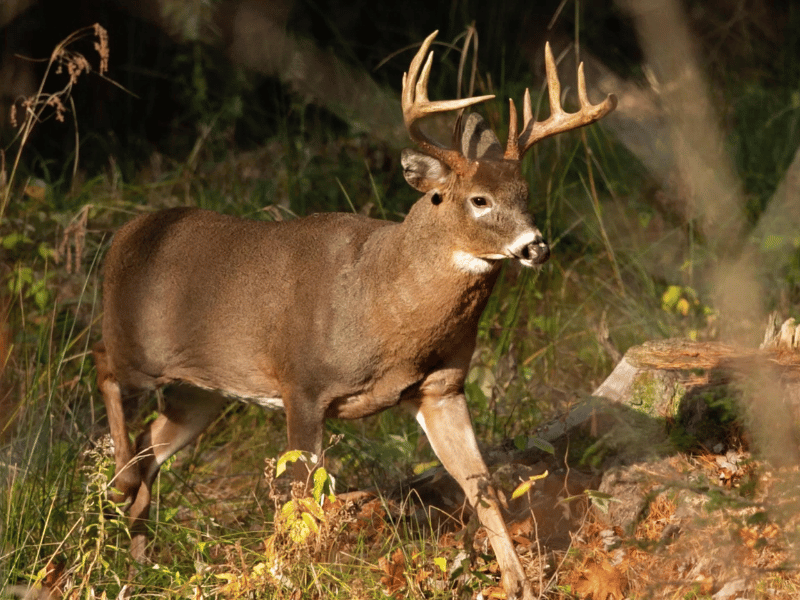 Hunting at Rocky Fork State Park