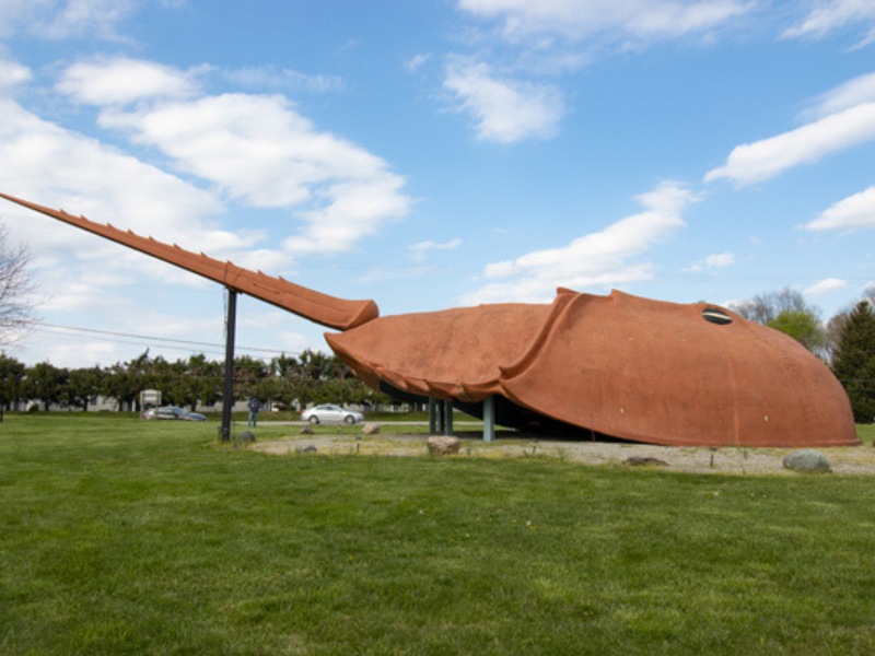 World's Largest Horseshoe Crab